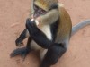 Mona monkeys at the Boabeng-Fiema Monkey Sanctuary in Ghana really do like eating bananas!
