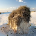 White Sands National Monument: Gypsum likes to stick together when in contact with water. Roots + water + gypsum sand = huge sand cathedrals. When the dunes shift, these plants stay put because of the sand structure their roots create. <i>Photo by Ania Owczarczyk</i>.