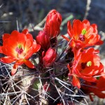 White Sands National Monument, located near Alamogordo, NM, is bordered by White Sands Missile Range, where the first atomic bomb was tested. Photo: a blossoming Claret Cup Hedgehog Cactus. <i> Photo by Ania Owczarczyk</i>.