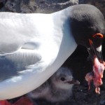 Swallow-tailed Gull feeding time