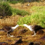 Waved Albatross mating dance