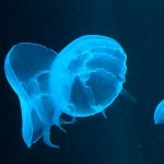 Jellyfish 2, Paris Aquarium. <i>Photo by Sara Walker.</i>
